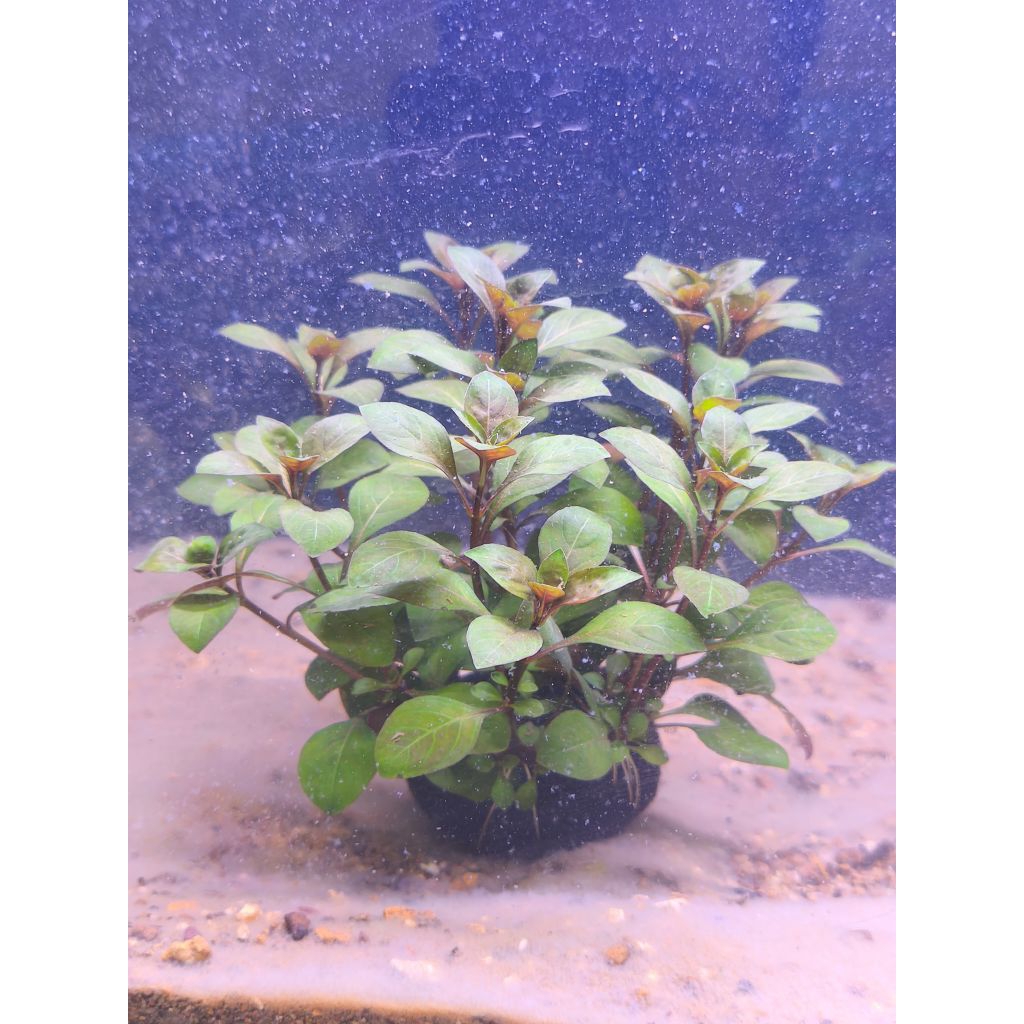 Cây thủy sinh sẵn giá thể không cần CO2, Phân nền , lọc nước hồ cá dễ sống