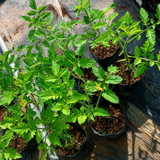 (New) Cây Cà Chua Bi Chưa Trái Kim Bio Farm - Sai Quả, Dễ Trồng, Thu Hoạch Nhanh