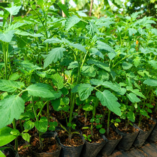 (New) Cây Cà Chua Bi Chưa Trái Kim Bio Farm - Sai Quả, Dễ Trồng, Thu Hoạch Nhanh