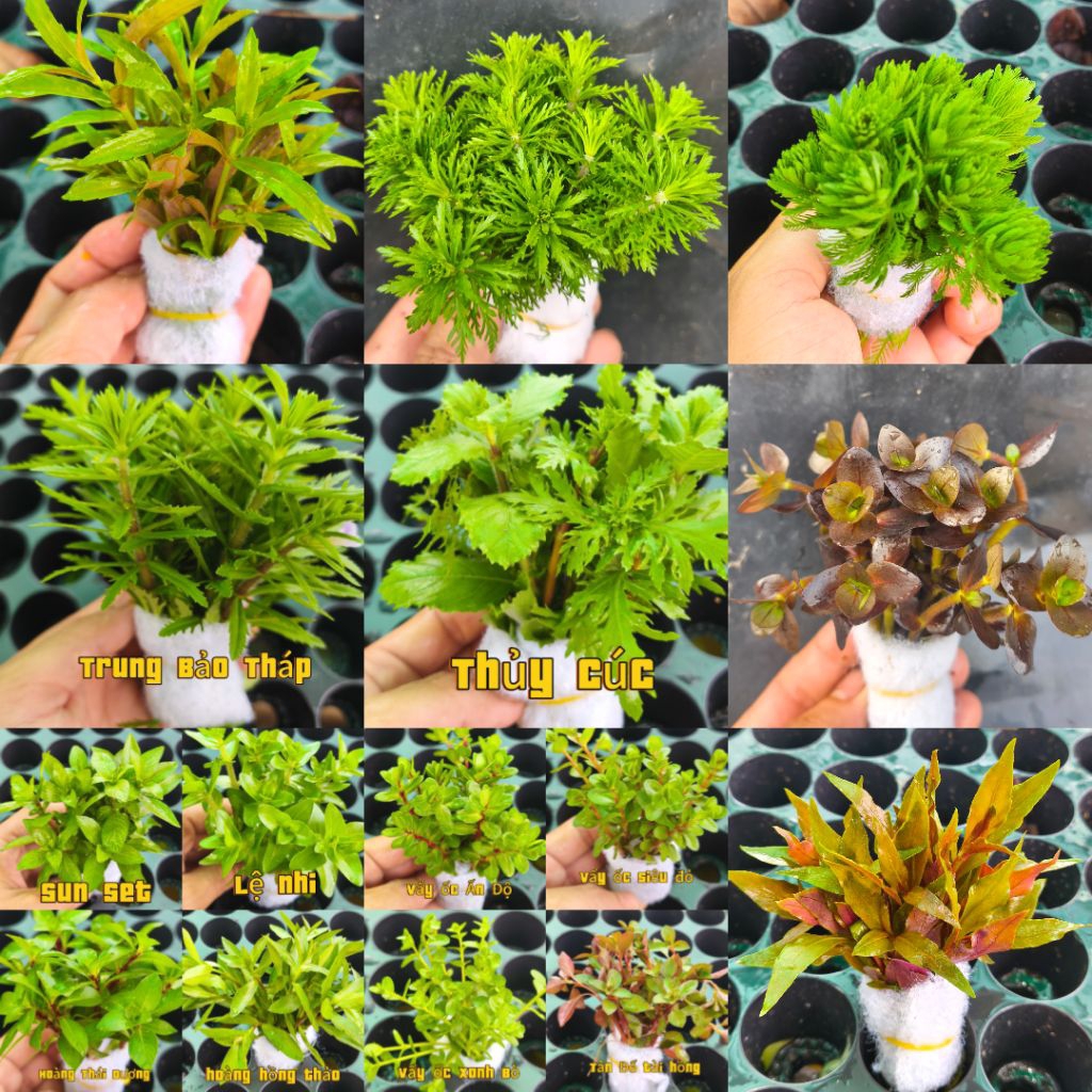 cây cắt cấm dễ trồng khồng CO2