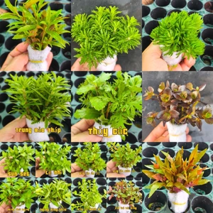 Combo 5 - 20 bó cây cắt cắm đê trồng không co2