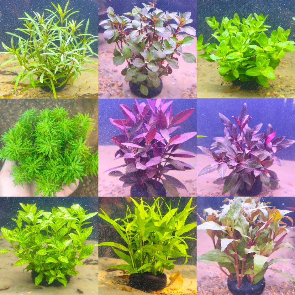 Cây thủy sinh sẵn giá thể không cần CO2, Phân nền , lọc nước hồ cá dễ sống