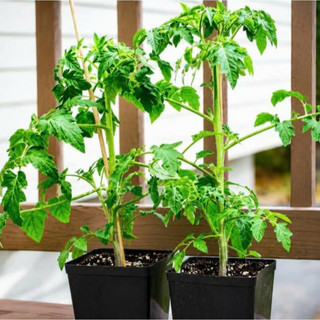 (New) Cây Cà Chua Bi Chưa Trái Kim Bio Farm - Sai Quả, Dễ Trồng, Thu Hoạch Nhanh