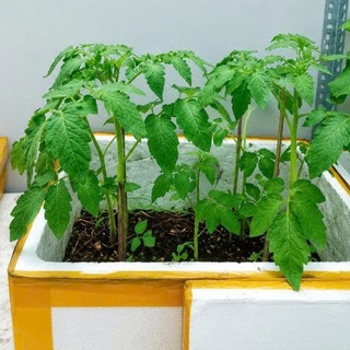 (New) Cây Cà Chua Bi Chưa Trái Kim Bio Farm - Sai Quả, Dễ Trồng, Thu Hoạch Nhanh