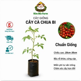 (New) Cây Cà Chua Bi Chưa Trái Kim Bio Farm - Sai Quả, Dễ Trồng, Thu Hoạch Nhanh