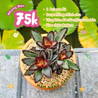 Sen Đá Nhung Viền Đen Size 7cm Cứng Cáp Độc Đáo - Trồng Sẵn Chậu Lu Đất Nung Nâu Vintage - Mầm Nắng Garden
