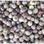 TỎI CÔ ĐƠN (SIZE TRUNG) KHÔ - 1KG TẶNG Thêm 200G Tỏi cô đơn