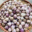 TỎI CÔ ĐƠN (SIZE TRUNG) KHÔ - 1KG TẶNG Thêm 200G Tỏi cô đơn
