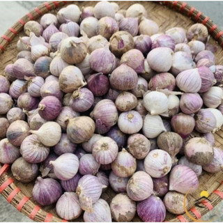 (BÁN CHẠY) TỎI CÔ ĐƠN Nhỏ KHÔ - 1KG TẶNG Thêm 200G Tỏi cô đơn