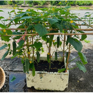 DƯA LÙN- HẠT giống dưa chuôt lùn, cao sẳn, trồng được quanh năm, không cần làm giàn, sai quả