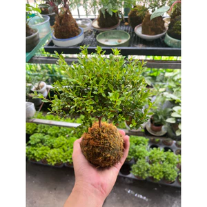 Quả Cầu Rêu Kokedama Tiểu Diệp Xích Nam Kèm Đĩa