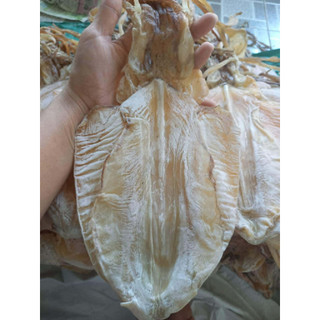 {500g-1kg} Mực lá đại dương siêu dày ngon ngọt size 3-20con/1kg