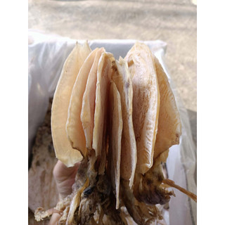 {500g-1kg} Mực lá đại dương siêu dày ngon ngọt size 3-20con/1kg