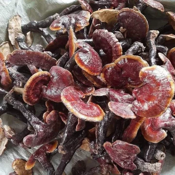 Nấm Lim Xanh Rừng Tự Nhiên Hỗ Trợ Điều Trị U.ng t.h.ư, Hỗ trợ Điều Hòa Huyết Áp, Tăng Cường Sức Khỏe
