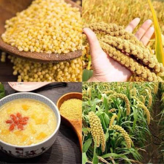 Hạt Kê Nếp 1kg Hút Chân Không – Kê Vàng Dẻo Thơm, Nấu Cháo, Làm Bánh, Ăn Dặm, Dễ Tiêu Hóa