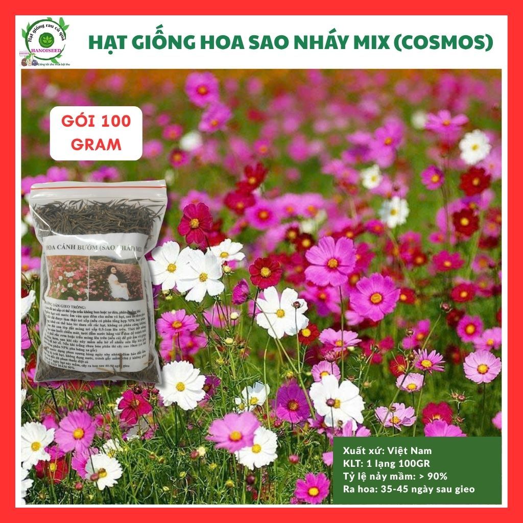 Hạt giống hoa sao nhái - cánh bướm mix màu GÓI 1 LẠNG nhiều hạt (đỏ, hồng, trắng) đẹp tỷ lệ nảy mầm cao dễ trồng HSN001