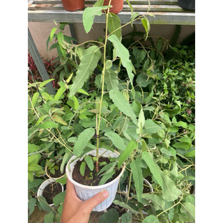 Cây bạch đàn chanh (tên khoa học: Eucalyptus citriodora) nổi bật với hương thơm dịu nhẹ, kết hợp giữa vỏ chanh và sả