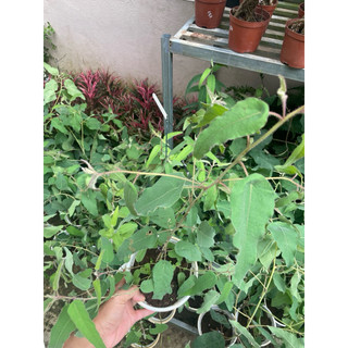 Cây bạch đàn chanh (tên khoa học: Eucalyptus citriodora) nổi bật với hương thơm dịu nhẹ, kết hợp giữa vỏ chanh và sả