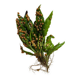 ráy netrita, ráy thuỷ sinh, trang trí bể cá