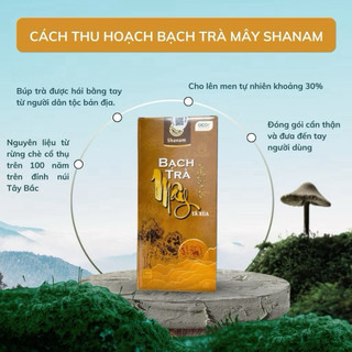 Hộp Bạch Trà Mây Tà Xùa Shanam 50g, Shan Tuyết Cổ Thụ 1 Tôm 2 Lá, Chát Nhẹ, Ngọt Hậu Sâu,Uống Là Mê
