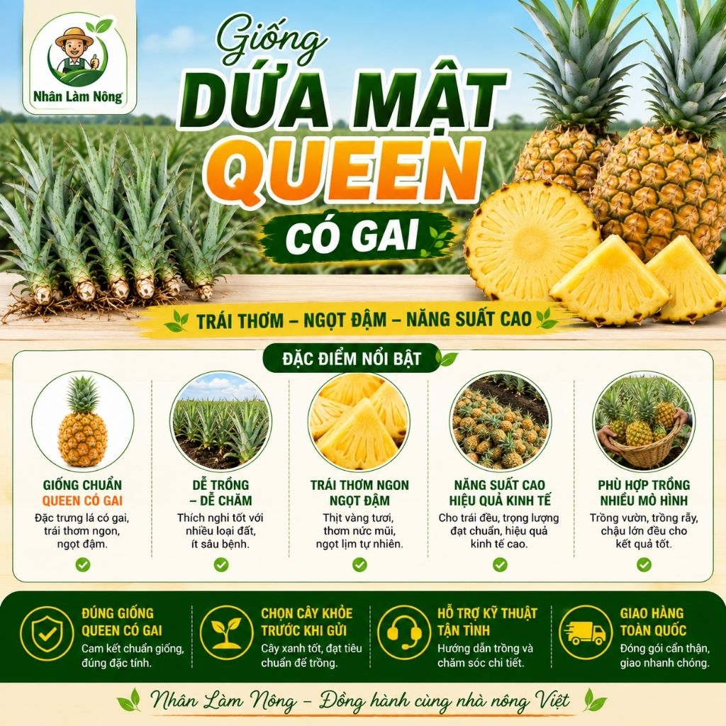 Cây Giống Dứa Mật Queen Có Gai | Khóm Mật Queen Chuẩn Giống Tân Phước | Cây Khỏe Dễ Trồng