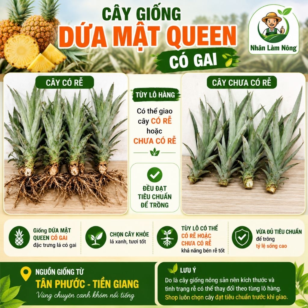 Cây Giống Dứa Mật Queen Có Gai | Khóm Mật Queen Chuẩn Giống Tân Phước | Cây Khỏe Dễ Trồng