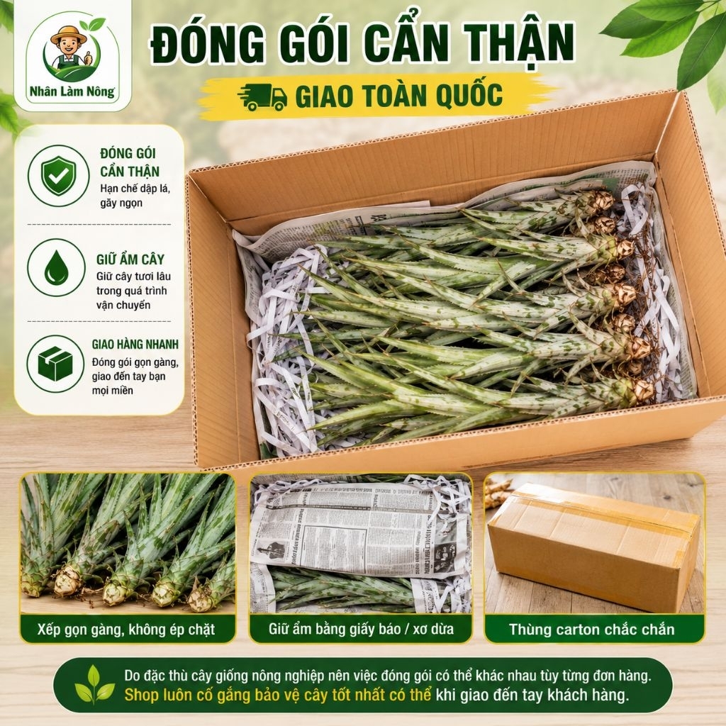 Cây Giống Dứa Mật Queen Có Gai | Khóm Mật Queen Chuẩn Giống Tân Phước | Cây Khỏe Dễ Trồng