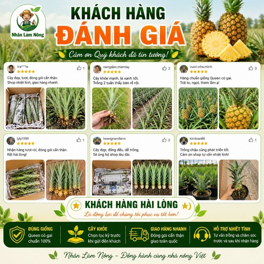 Cây Giống Dứa Mật Queen Có Gai | Khóm Mật Queen Chuẩn Giống Tân Phước | Cây Khỏe Dễ Trồng