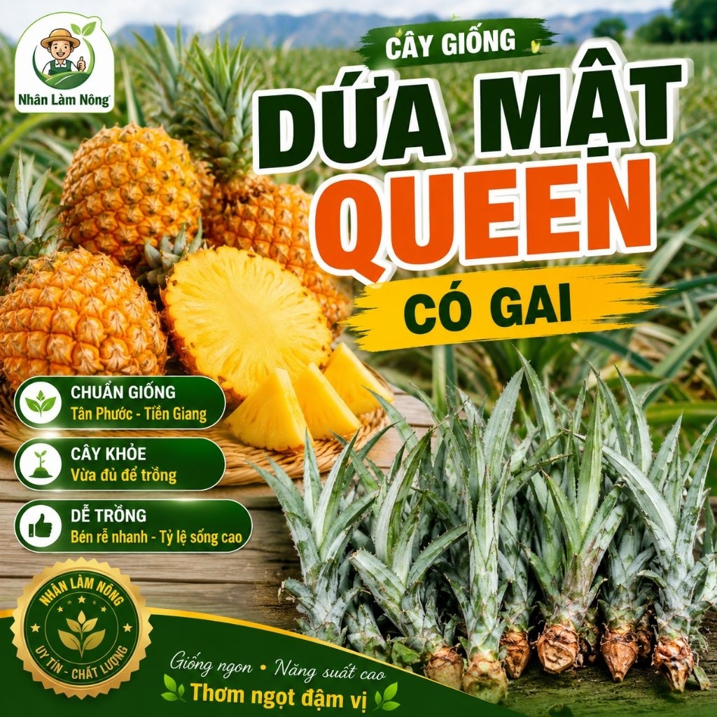 Cây Giống Dứa Mật Queen Có Gai | Khóm Mật Queen Chuẩn Giống Tân Phước | Cây Khỏe Dễ Trồng