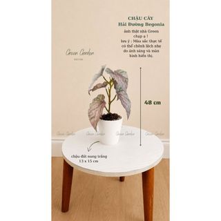 Chậu Cây Hải Đường Begonia Giả Cao 48cm - Chậu Đất Nung Decor