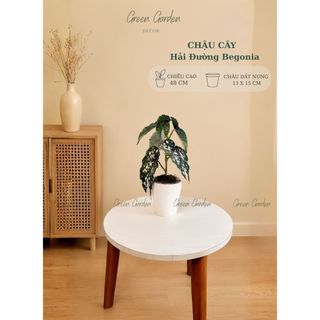 Chậu Cây Hải Đường Begonia Giả Cao 48cm - Chậu Đất Nung Decor