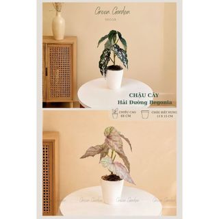 Chậu Cây Hải Đường Begonia Giả Cao 48cm - Chậu Đất Nung Decor