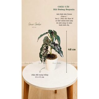 Chậu Cây Hải Đường Begonia Giả Cao 48cm - Chậu Đất Nung Decor