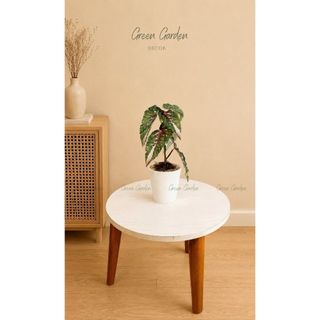 Chậu Cây Hải Đường Begonia Giả Cao 48cm - Chậu Đất Nung Decor