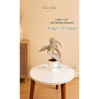 Chậu Cây Hải Đường Begonia Giả Cao 48cm - Chậu Đất Nung Decor