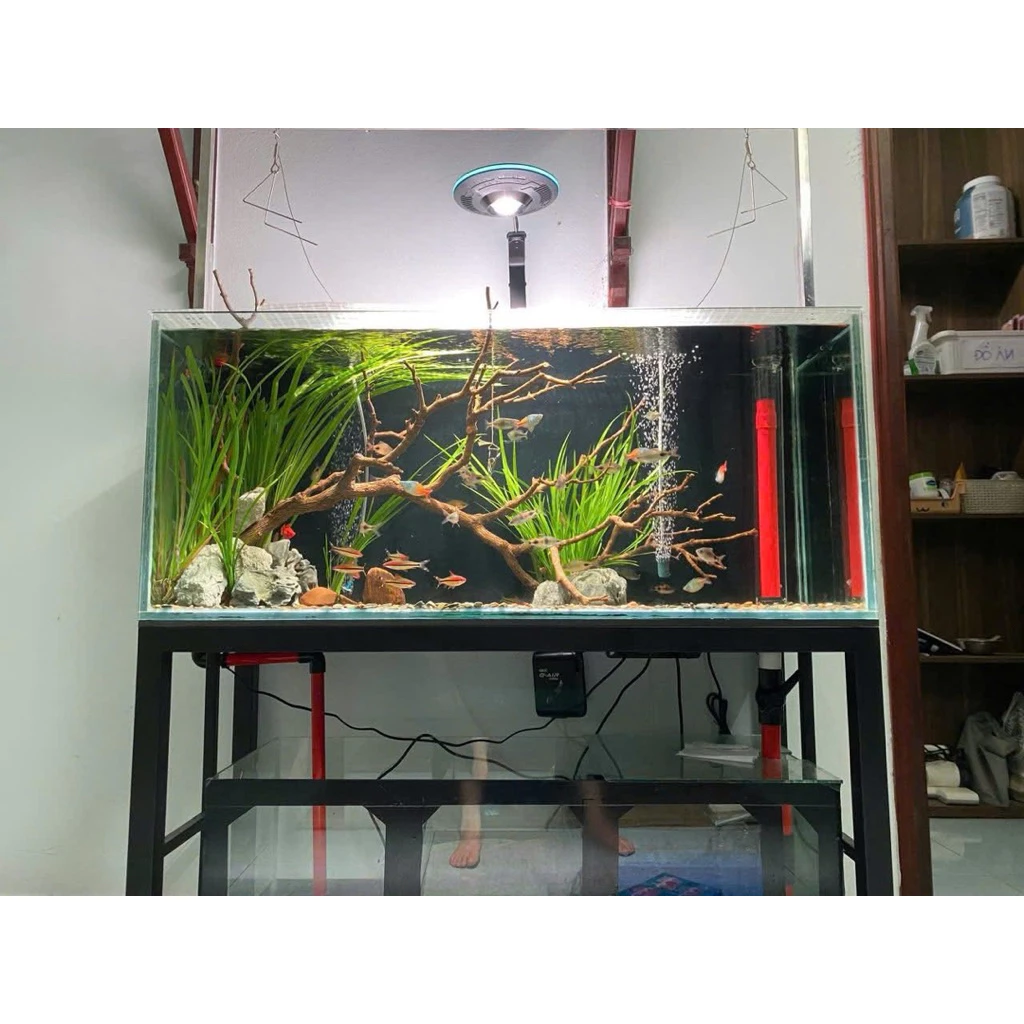 UFO Langzu lắp trên hồ thủy sinh 1
