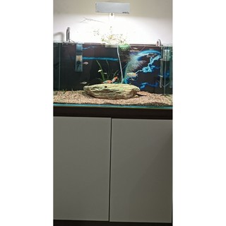 KHAY TÁCH PHÂN BỂ CÁ khung nhựa công nghiệp lưới inox không rỉ 15*15*3,5 cm DRC ( kích thước phủ bì cả khung)