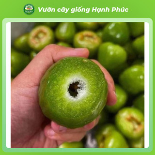 Cây giống ROI/ MẬN: Roi Xanh, Roi Đỏ năng suất cao, Dễ Trồng, Dễ thích nghi, Quả mọng nước