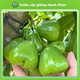 Cây giống ROI/ MẬN: Roi Xanh, Roi Đỏ năng suất cao, Dễ Trồng, Dễ thích nghi, Quả mọng nước