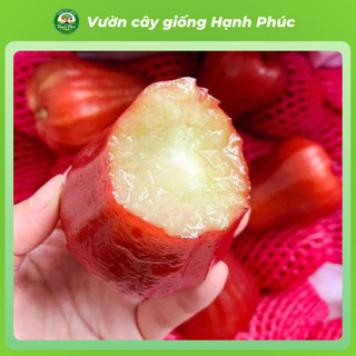 Cây giống ROI/ MẬN: Roi Xanh, Roi Đỏ năng suất cao, Dễ Trồng, Dễ thích nghi, Quả mọng nước