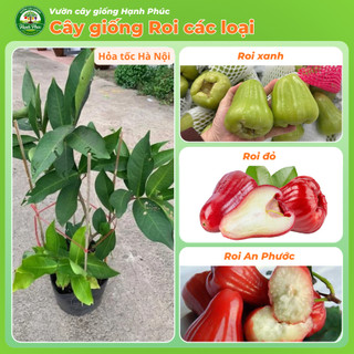 Cây giống ROI/ MẬN: Roi Xanh, Roi Đỏ năng suất cao, Dễ Trồng, Dễ thích nghi, Quả mọng nước
