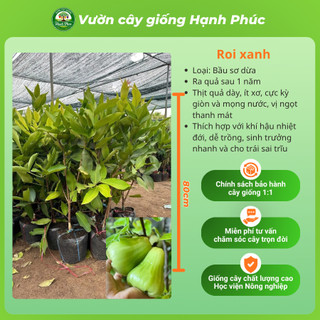 Cây giống ROI/ MẬN: Roi Xanh, Roi Đỏ năng suất cao, Dễ Trồng, Dễ thích nghi, Quả mọng nước