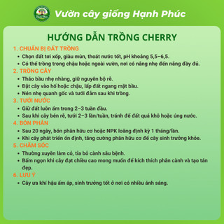 Cây giống Cherry Brazil Chuẩn giống, Dễ Trồng, Chịu nhiệt tốt, Năng suấtc cao, Sớm ra Trái