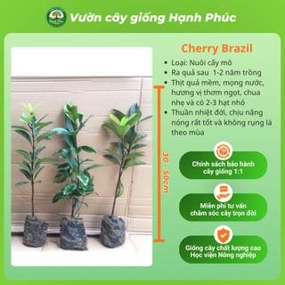 Cây giống Cherry Brazil Chuẩn giống, Dễ Trồng, Chịu nhiệt tốt, Năng suấtc cao, Sớm ra Trái