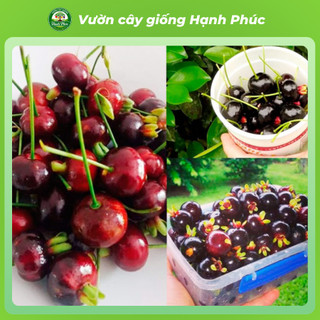 Cây giống Cherry Brazil Chuẩn giống, Dễ Trồng, Chịu nhiệt tốt, Năng suấtc cao, Sớm ra Trái