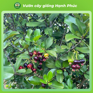 Cây giống Cherry Brazil Chuẩn giống, Dễ Trồng, Chịu nhiệt tốt, Năng suấtc cao, Sớm ra Trái