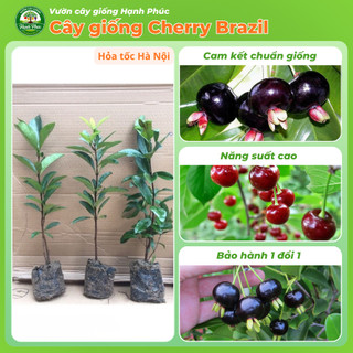 Cây giống Cherry Brazil Chuẩn giống, Dễ Trồng, Chịu nhiệt tốt, Năng suấtc cao, Sớm ra Trái
