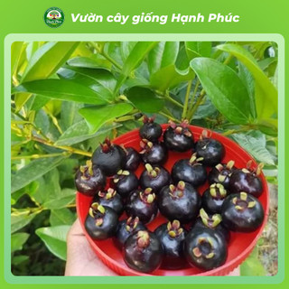 Cây giống Cherry Brazil Chuẩn giống, Dễ Trồng, Chịu nhiệt tốt, Năng suấtc cao, Sớm ra Trái