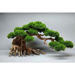 Cây Gỗ Lũa Bonsai hai thân ( Mẫu Tử ) dành cho bể cá, bể thủy sinh 50 cm trở lên