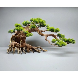 Cây Gỗ Lũa Bonsai hai thân ( Mẫu Tử ) dành cho bể cá, bể thủy sinh 50 cm trở lên